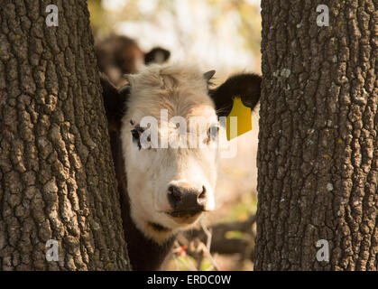 Les jeunes font face blanche steer peeking curieusement à travers les troncs d'arbres à l'afficheur Banque D'Images