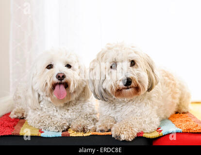 Portrait de deux chiens Coton de Tuléar allongé sur un tapis à l'intérieur Banque D'Images