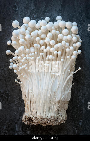 Les champignons enoki bande blanche sur fond gris Banque D'Images