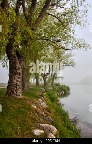 Rangée de vieux arbres sur les rives du lac brumeux au début de l'été Banque D'Images