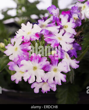 Deux tons de violet et blanc fleur de verveine Banque D'Images