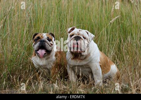 Bulldogs anglais Banque D'Images