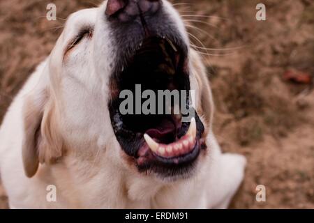 Bellender Labrador Retriever &AMP ; barking Labrador Retriever Banque D'Images