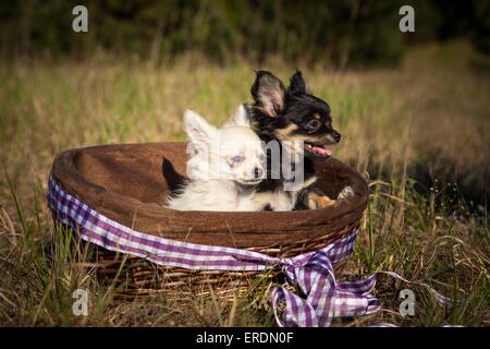 Chiots Chihuahua à poil long Banque D'Images