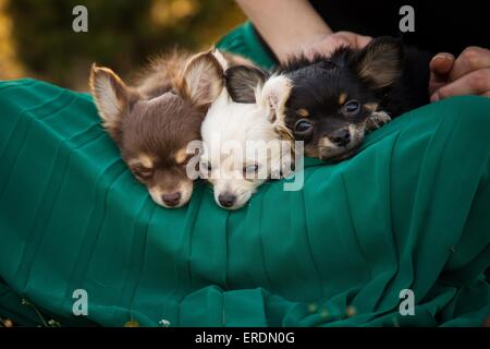 Chiots Chihuahua à poil long Banque D'Images