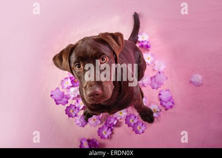 Jeune Labrador Retriever Banque D'Images