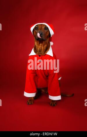 Le Rhodesian Ridgeback à Noël Banque D'Images