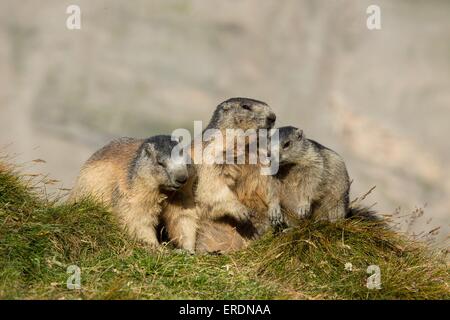 Marmottes alpines Banque D'Images