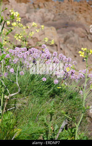 Comme coussin arrondi des grappes de fleurs roses, de l'épargne sont une vue commune sur les falaises côtières, les plages de galets et des dunes de sable Banque D'Images