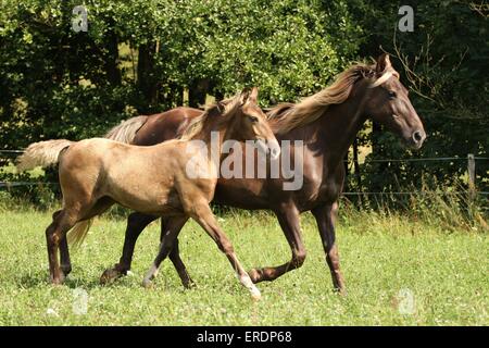 Trotting Rocky Mountain Horses Banque D'Images