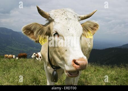 race Simmental Banque D'Images