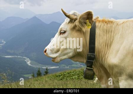 race Simmental Banque D'Images