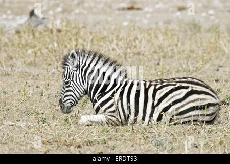 Basses plaines zebra foal Banque D'Images