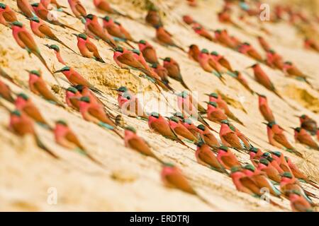 Le sud de Carmine Bee-eater Banque D'Images