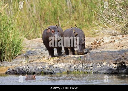 hippopotame Banque D'Images