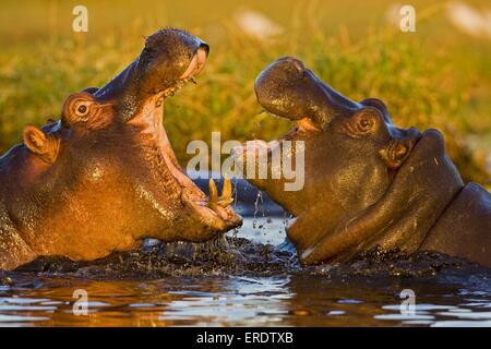 hippopotame Banque D'Images