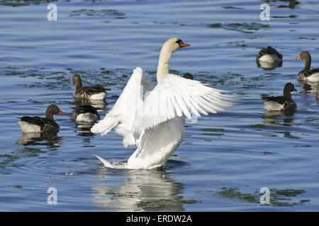 Cygne muet Banque D'Images