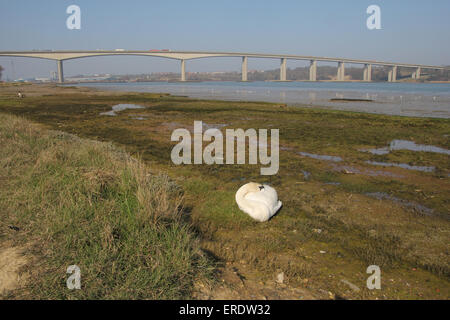Cygne muet sur de la rivière Orwell Suffolk Banque D'Images