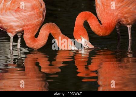 Plus de flamants roses Banque D'Images