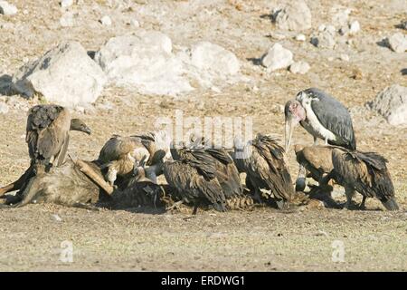 Cape Griffon et Marabou Stork Banque D'Images