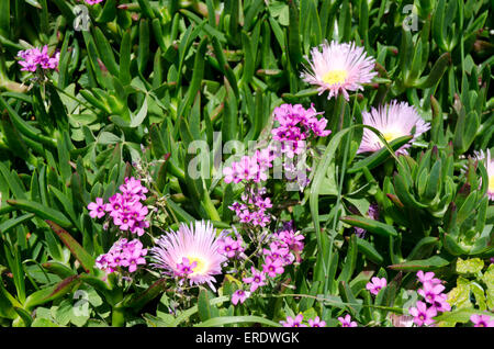 Daisy rose comme des fleurs avec centre jaune et feuilles succulentes souvent trouvés dans les climats ensoleillés Banque D'Images