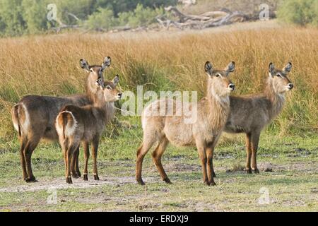 Waterbucks Banque D'Images