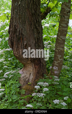 Dégâts de castor, tronc d'arbre rongé, Haute-Franconie, Bavière, Allemagne Banque D'Images