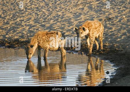 Des hyènes Banque D'Images