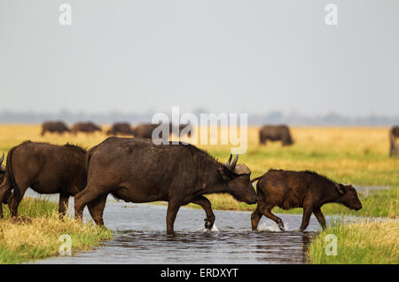 Buffle (Syncerus caffer caffer), femelle et son veau traversant un ruisseau dans le marais de Savuti, Chobe National Park, Botswana Banque D'Images