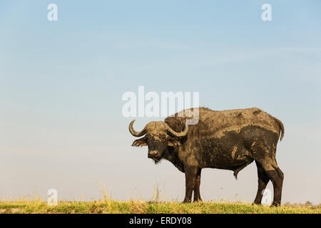 Buffle (Syncerus caffer caffer), Bull sur la rive de la rivière Chobe, photographié à partir d'un bateau, le Parc National de Chobe Banque D'Images