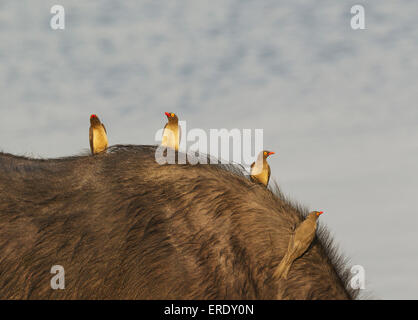 Red-billed Oxpecker (Buphagus erythrorhynchus), sur le dos d'un buffle (Syncerus caffer caffer), Parc National de Chobe Banque D'Images