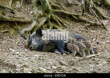 Le sanglier (Sus scrofa), alimentation truie porcelets, Vulkaneifel, Rhénanie-Palatinat, Allemagne Banque D'Images