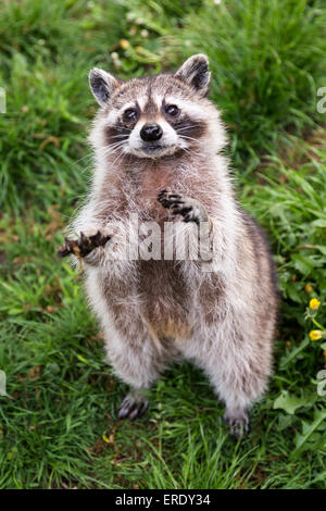 Le raton laveur (Procyon lotor), captive, Saarland, Allemagne Banque D'Images