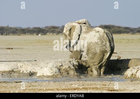 L'éléphant d'Afrique Banque D'Images