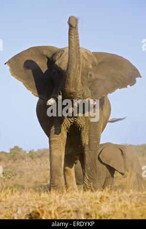 À l'éléphant d'soins du corps Banque D'Images