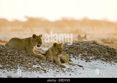 jeunes lions Banque D'Images