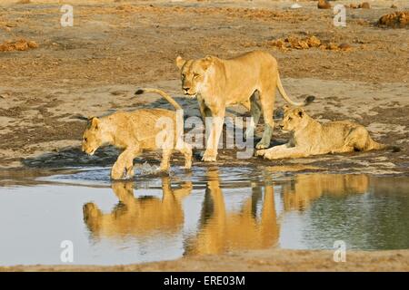 Lions Banque D'Images