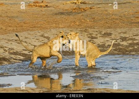 jouant des lions Banque D'Images