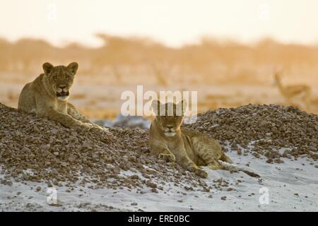 jeunes lions Banque D'Images