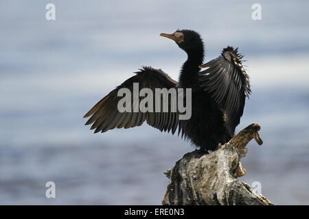 Cormoran de roseau Banque D'Images