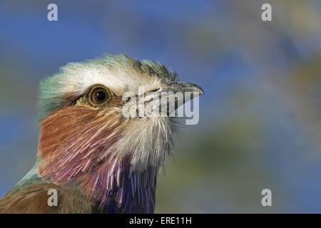 Lilac-breasted roller portrait Banque D'Images