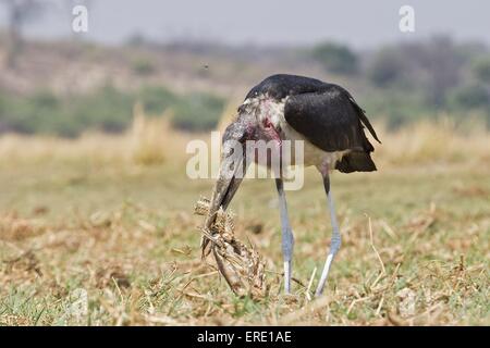 manger marabou Banque D'Images