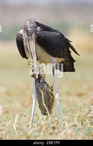 manger marabou Banque D'Images