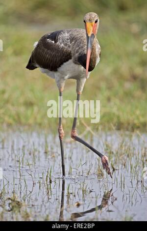 Saddle-billed stork Banque D'Images