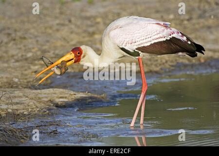 Cigogne à bec jaune de l'alimentation Banque D'Images