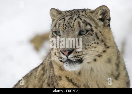 Snow Leopard portrait Banque D'Images