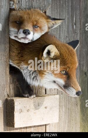 le renard roux Banque D'Images