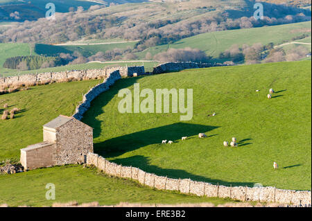 Des moutons paissant dans les pâturages de montagne, près de Kirkby Stephen, Cumbria, Royaume-Uni. Banque D'Images