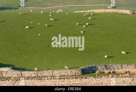 Des moutons paissant dans les pâturages de montagne, près de Kirkby Stephen, Cumbria, Royaume-Uni. Banque D'Images