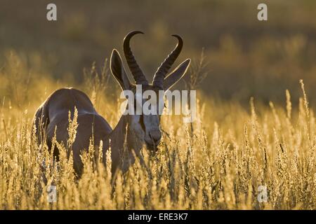 Springbok Banque D'Images